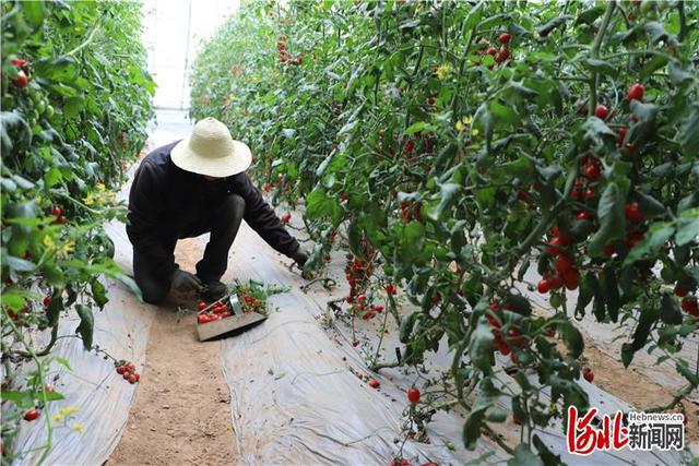 张家口赤城大仓村：暖棚种植让村民走上增收路