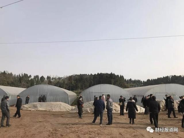 万亩枳壳中药材基地落户帅乡故里——乐至县