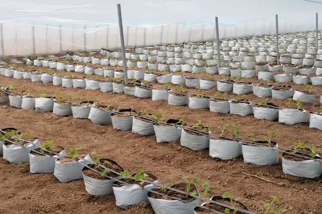 瓜果蔬菜定植后如何管理？掌握灌根技巧，促进生根防死苗