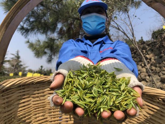 时隔六年崂山再现明前茶 预计5月初大量崂山春茶上市