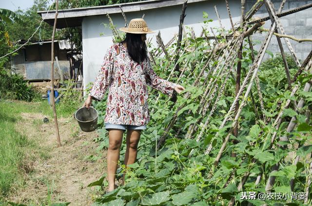 春季种植豆角做到这五点，苗株健壮、开花结荚多，持续采摘能高产