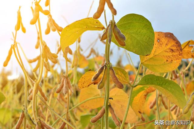 我们如何将大豆种植出高产量、质量好，方法在这里