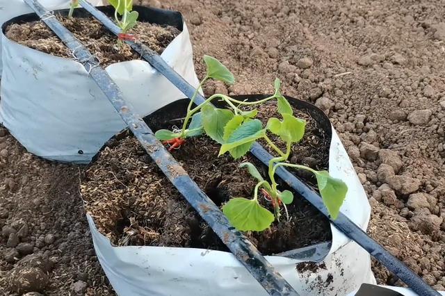 瓜果蔬菜定植后如何管理？掌握灌根技巧，促进生根防死苗