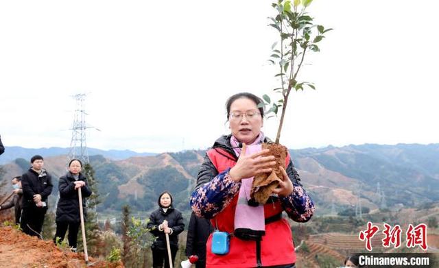 广西侗乡早春万亩油茶种植忙