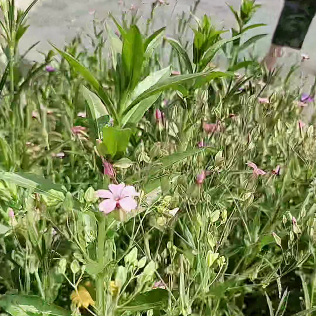 一花一草一世界 花开富贵好运来 ！带你一起看俺们栽培的...