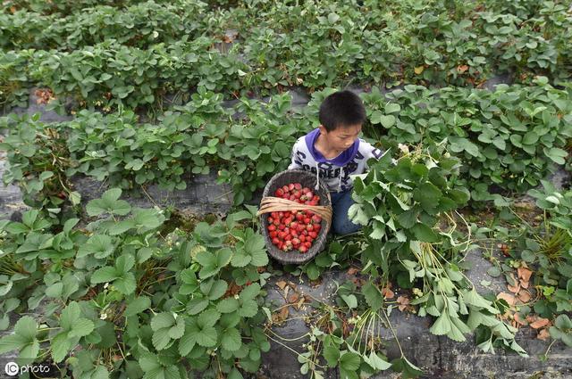 露地栽培的草莓能不能与其他农作物套种，如果能，需要怎么套种？