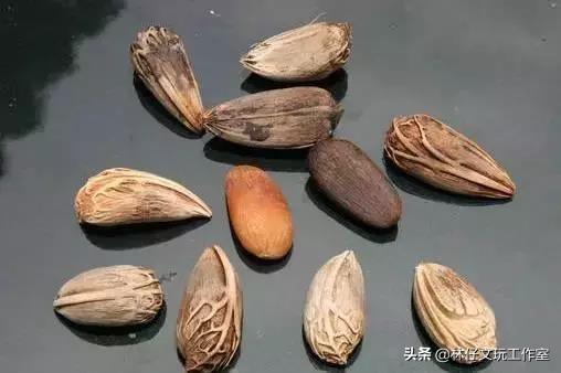 这些小众文玩菩提你见过和玩过吗？