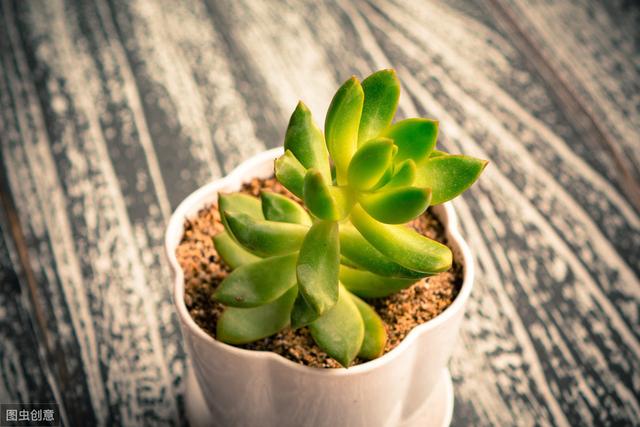 种植芦荟用什么土最好？种植芦荟的土该怎么配制？