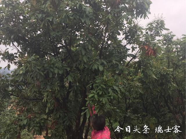 错峰上市，价格昂贵的四季蜜龙眼是如何种植的？这样种每月可结果