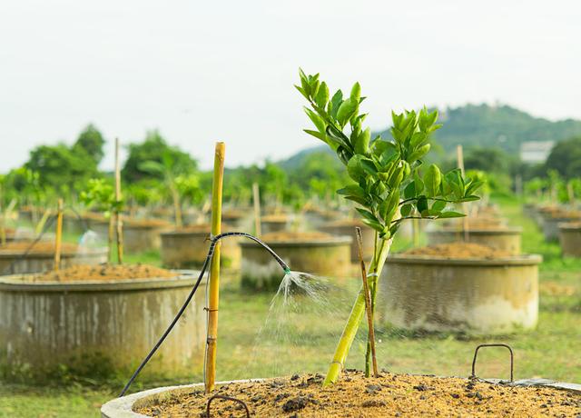 砍掉砂糖橘，种香水柠檬可行吗？有哪些种植要点？修剪须轻勿重