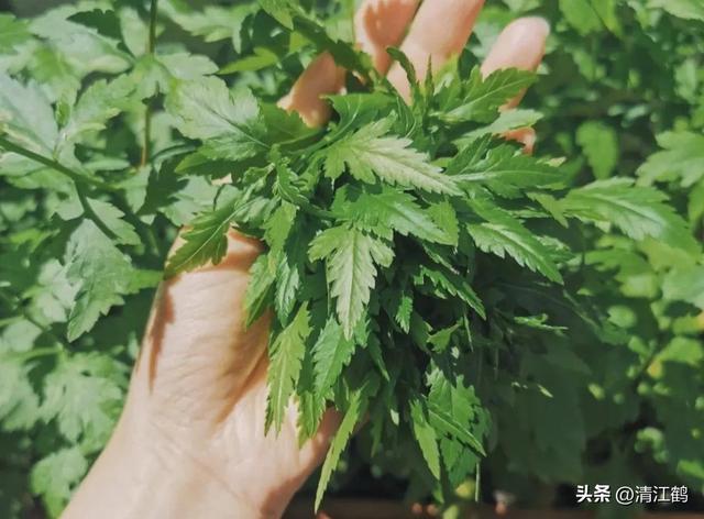 稀有蔬菜菊花脑种植为什么这么“冷门”？懂的人很爱它但知之者少