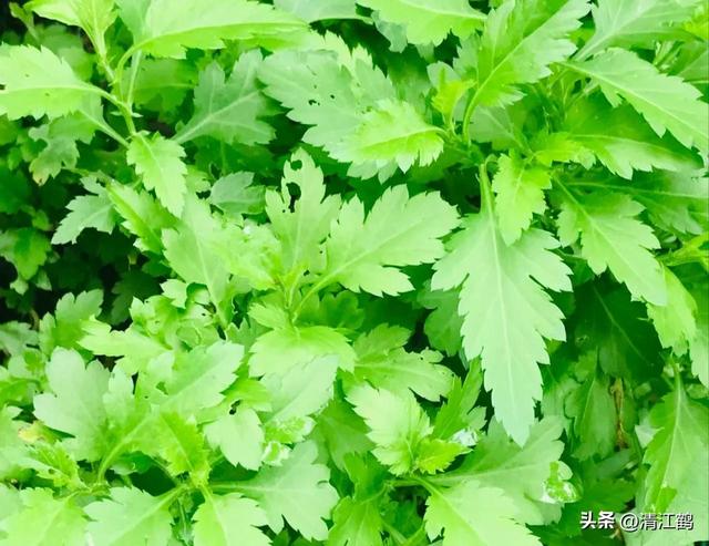 稀有蔬菜菊花脑种植为什么这么“冷门”？懂的人很爱它但知之者少