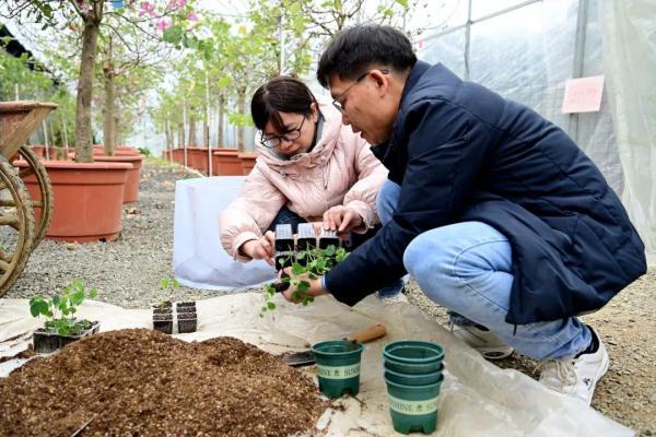 “搬家”了！“太空种子”顺利出苗移植