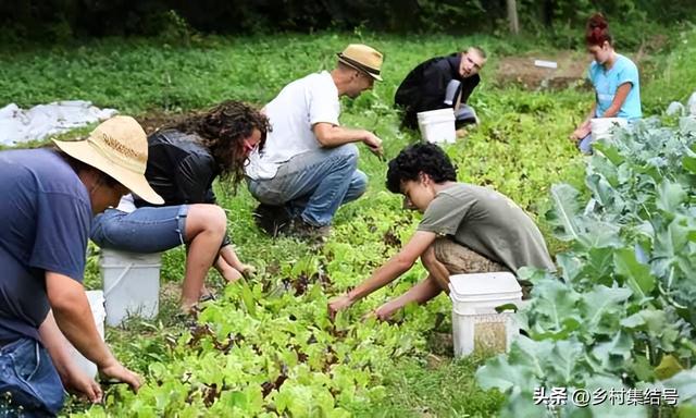 农业研学项目怎么做的好？美国这家最佳儿童农场营地经验值得借鉴