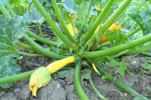 菜瓜种植技术(西葫芦怎么种结瓜多，怎么浇水，怎么施肥，什么时候种合适)