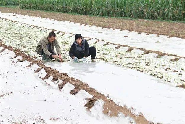 大蒜开始种了，什么时候种最好？注意这几点，种出优质大蒜