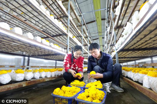 甘肃民乐：食用菌金耳种出“金饽饽”