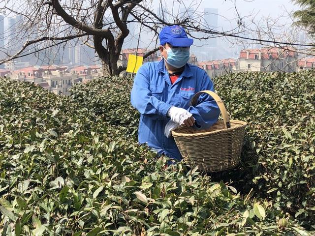 时隔六年崂山再现明前茶 预计5月初大量崂山春茶上市