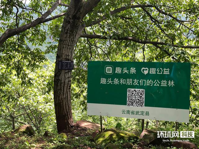 “云种菜”结真果，万斤核桃“飞”出云南深山