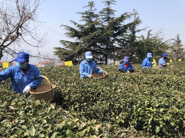 时隔六年崂山再现明前茶 预计5月初大量崂山春茶上市