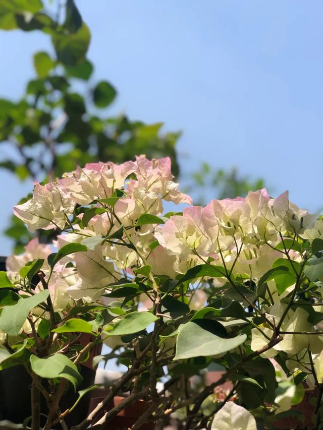 三角梅皮实好养，大热天也狂爆花，品种多，颜值高