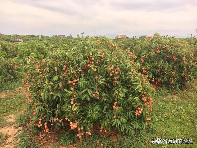 荔枝栽培：先做好选种、催芽，再掌握合适的管理和养护方法