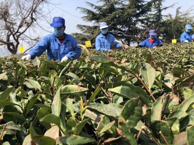 时隔六年崂山再现明前茶 预计5月初大量崂山春茶上市