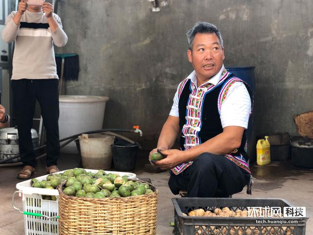 “云种菜”结真果，万斤核桃“飞”出云南深山