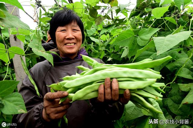 立秋至，天渐凉，这些蔬菜作物种植正当时