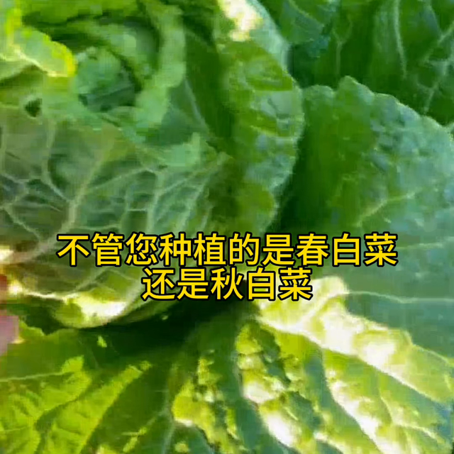 用上它白菜不生病害 包心紧实产量高#蔬菜种植