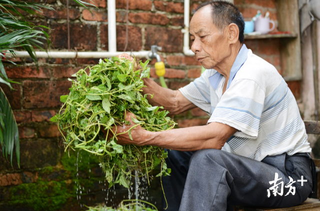 一碗凉粉做了40年！廉江这条“凉粉草村”承载几代人记忆…