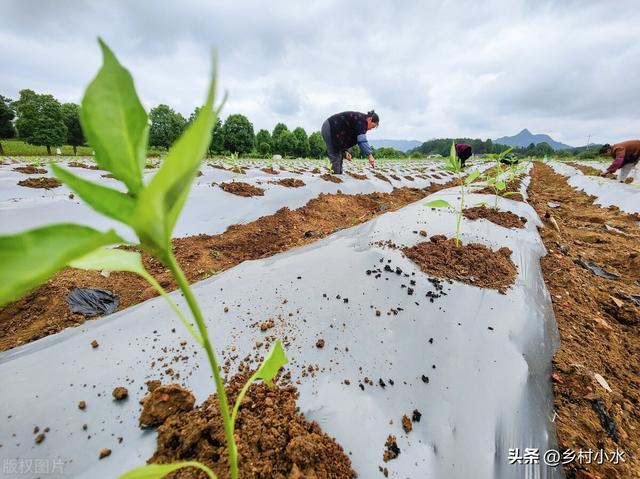 辣椒如何加快缓苗？如何提高开花坐果率？科学种植辣椒结满枝头