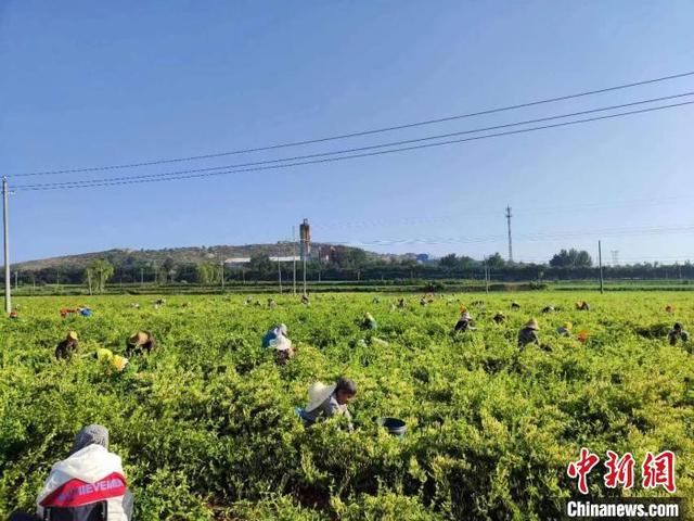 山西上党中药材种植赋能乡村振兴 春种连翘望将荒山变“金山”