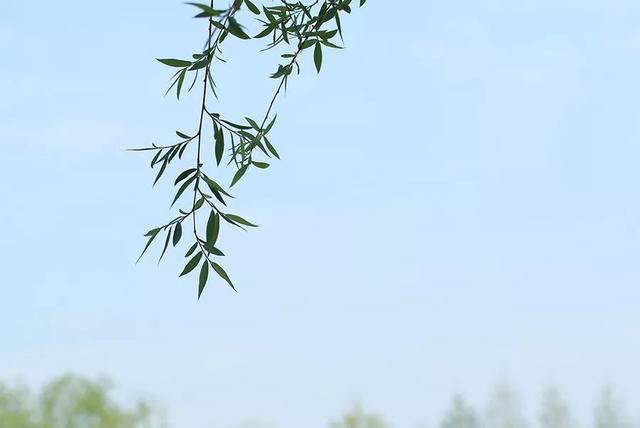 最后有惊喜！宜栽种，藏在ZUCC的早春时节