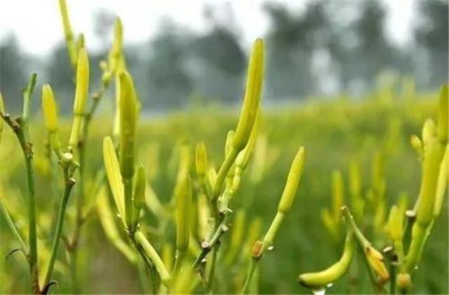 以安乡县为例，农户掌握黄花菜栽培技术，黄花菜高产量不用愁