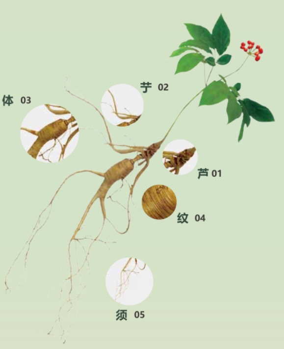 参龄100年以上，长63厘米，韩国大妈挖到的野人参，价值有多高？