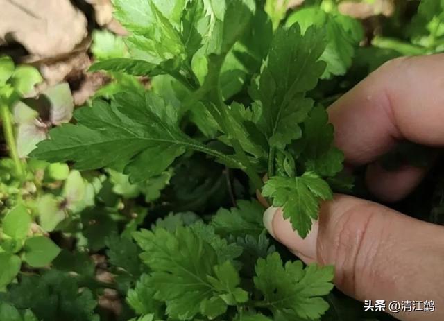 稀有蔬菜菊花脑种植为什么这么“冷门”？懂的人很爱它但知之者少