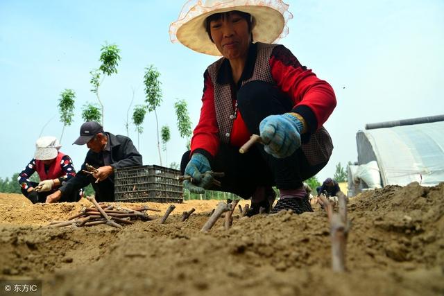 为什么说秋季栽葡萄比较好？冬天都要来了，再不栽就要等春天来了