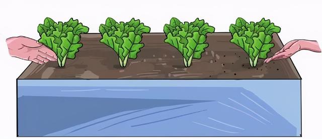 生菜生长周期短宜照顾，“懒人、菜鸟、杀手”都占全也能栽种成功