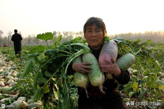 立秋至，天渐凉，这些蔬菜作物种植正当时