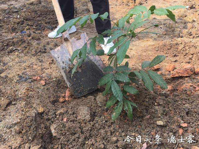 错峰上市，价格昂贵的四季蜜龙眼是如何种植的？这样种每月可结果