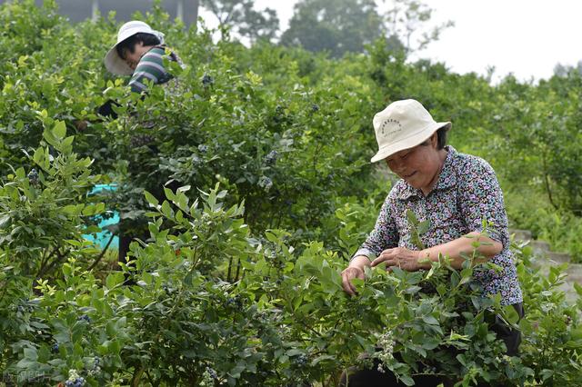 蓝莓苗栽培关键技术，做好育苗工作，加强管理措施，提高座果率