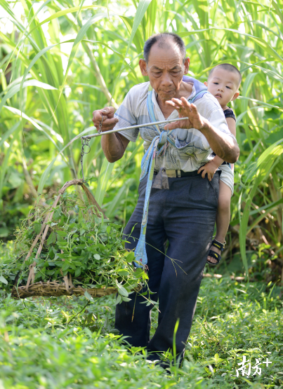 一碗凉粉做了40年！廉江这条“凉粉草村”承载几代人记忆…