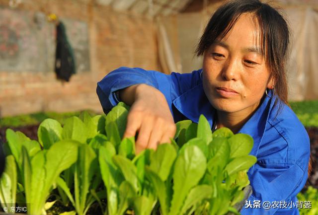 学会这些大棚蔬菜种植管理技巧，产量高、收益好、病虫害还少！