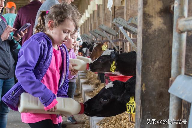 农业研学项目怎么做的好？美国这家最佳儿童农场营地经验值得借鉴