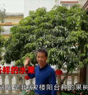 牛油果可以自己种植吗(广州男子晒阳台种植的10余种水果，网友羡慕了：果农都没您种得好)