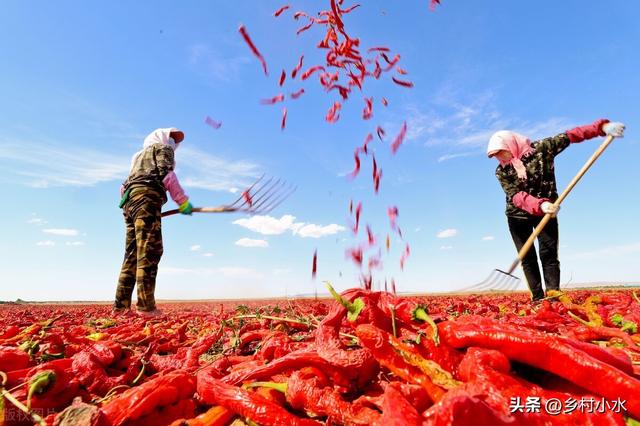 辣椒如何加快缓苗？如何提高开花坐果率？科学种植辣椒结满枝头