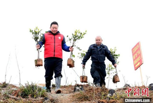 广西侗乡早春万亩油茶种植忙