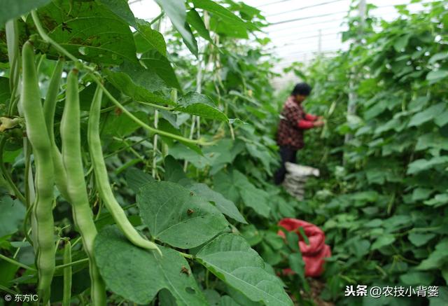 学会这些大棚蔬菜种植管理技巧，产量高、收益好、病虫害还少！