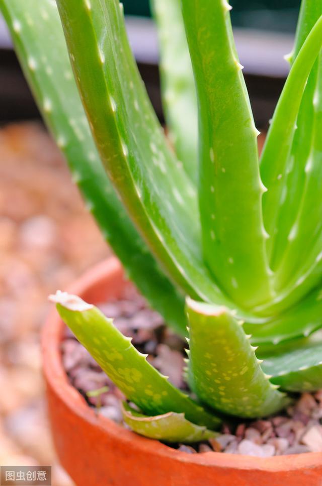 种植芦荟用什么土最好？种植芦荟的土该怎么配制？